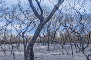 Afectación del territorio de Ñembi Guasu durante los incendios forestales de 2019.
